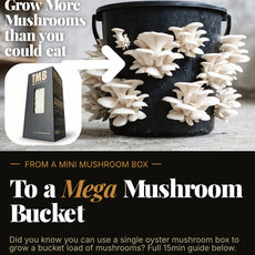 Black Pearl Oyster Mushroom Box