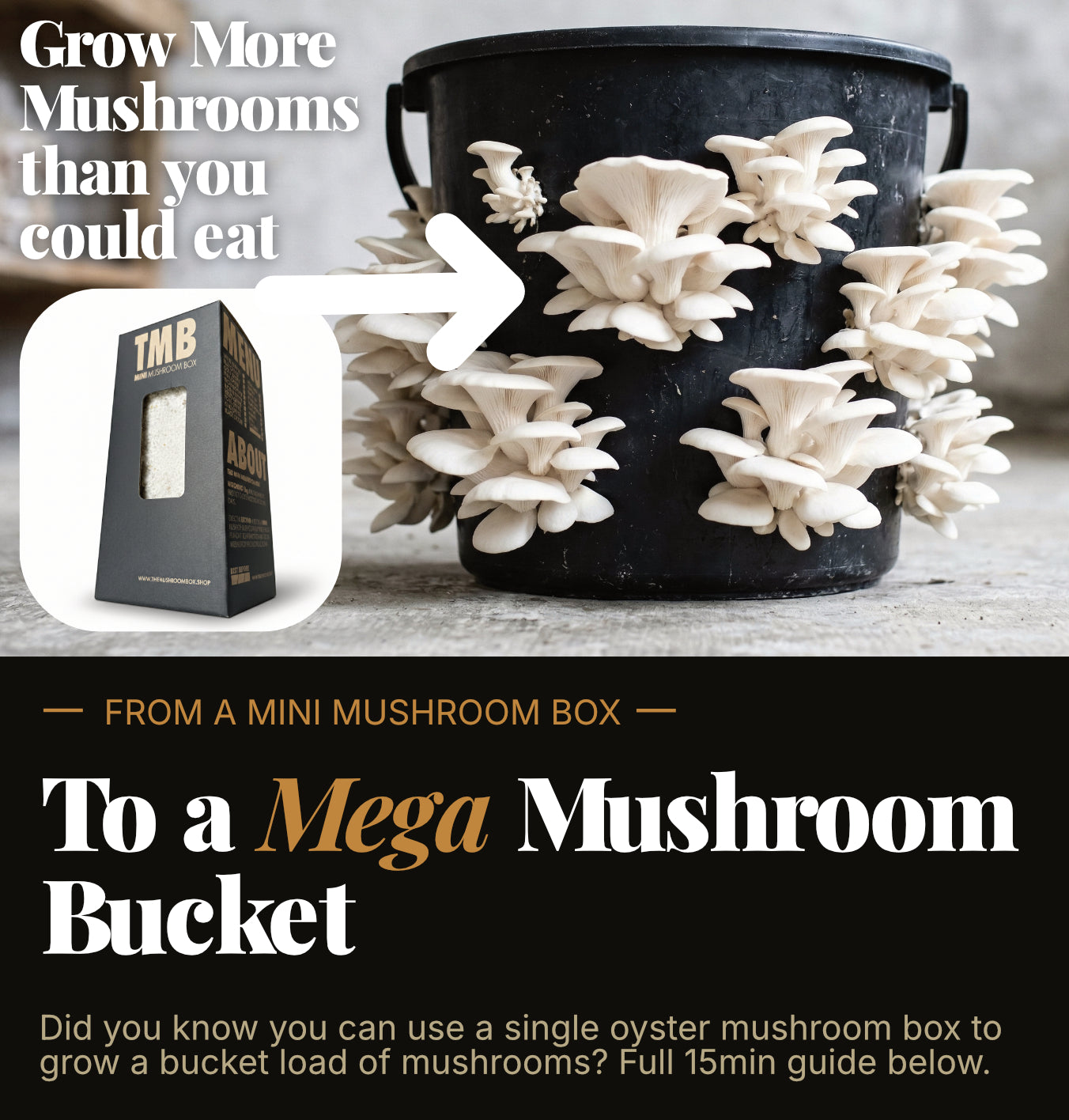 Black Pearl Oyster Mushroom Box